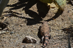 Heloderma suspectum suspectum