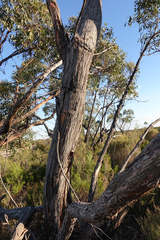 Eucalyptus arenacea