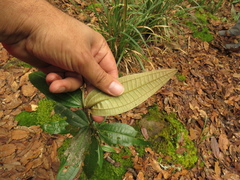 Miconia squamulosa