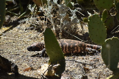 Heloderma suspectum suspectum