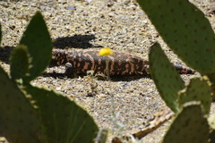 Heloderma suspectum suspectum