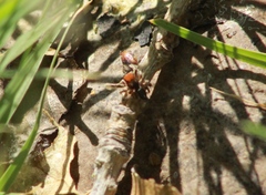 Habronattus forticulus