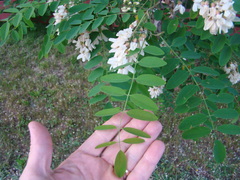 Robinia pseudoacacia