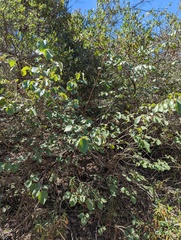 Styrax redivivus
