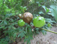 Amphibolips melanocera