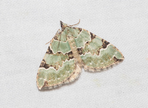 Green Carpet