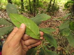 Roupala monosperma