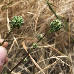 Acaena pinnatifida californica