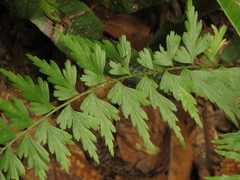 Asplenium praemorsum