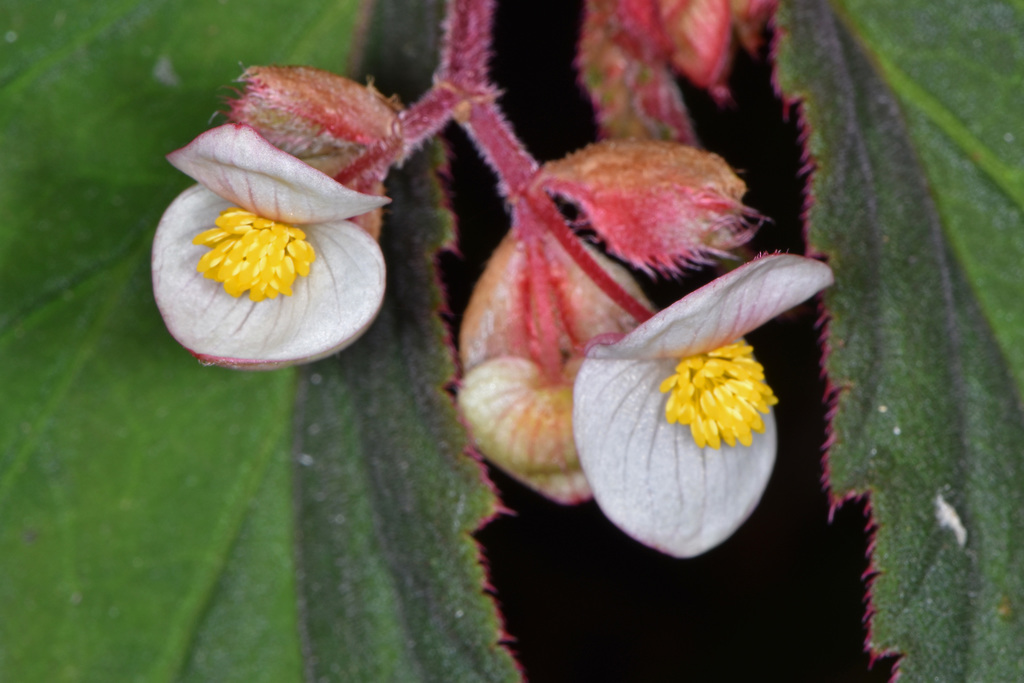 Begonia leptostyla