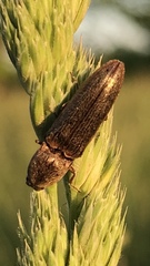 Gambrinus griseus