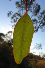 Eucalyptus arenacea