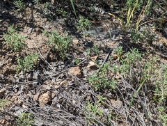 Monardella hypoleuca lanata