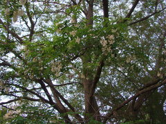 Robinia pseudoacacia