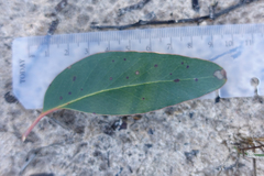 Eucalyptus arenacea
