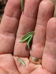 Monardella hypoleuca lanata