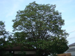 Robinia pseudoacacia