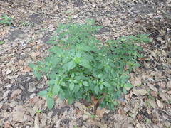 Capsicum annuum glabriusculum