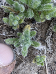 Cryptantha torreyana