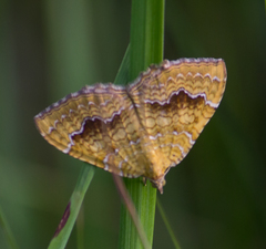 Camptogramma bilineata