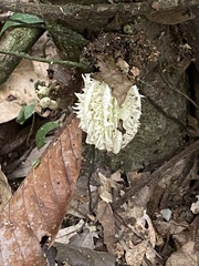 Carpotroche longifolia