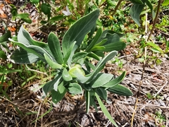 Borrichia frutescens image