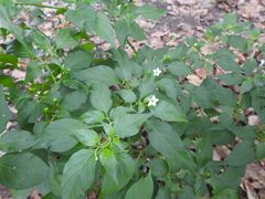 Capsicum annuum glabriusculum