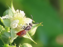 Sphecodes aroniae