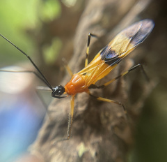 Hiranetis