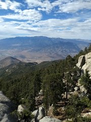 Heuchera hirsutissima