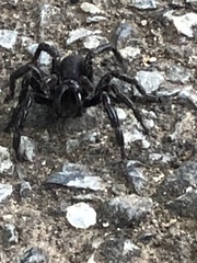 Hadronyche adelaidensis
