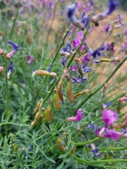 Astragalus coltonii
