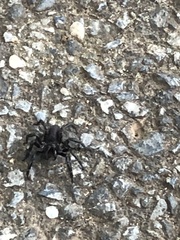 Hadronyche adelaidensis