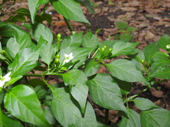 Capsicum annuum glabriusculum