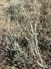 Centaurea solstitialis solstitialis