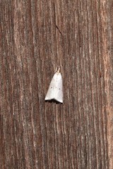 Argyria gonogramma