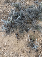 Camphorosmeae