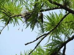 Geothlypis trichas