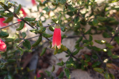 Correa reflexa scabridula