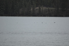 Melanitta perspicillata