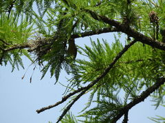 Geothlypis trichas