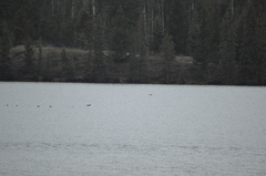 Melanitta perspicillata