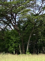 Buteo plagiatus