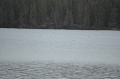 Melanitta perspicillata