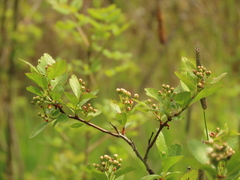 Crataegus gaylussacia