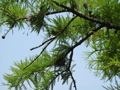 Geothlypis trichas