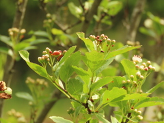 Crataegus gaylussacia