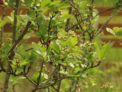 Crataegus gaylussacia