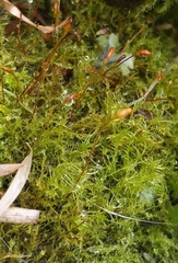 Amblystegium