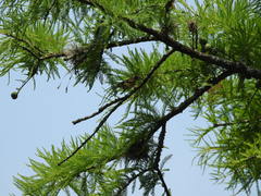 Geothlypis trichas